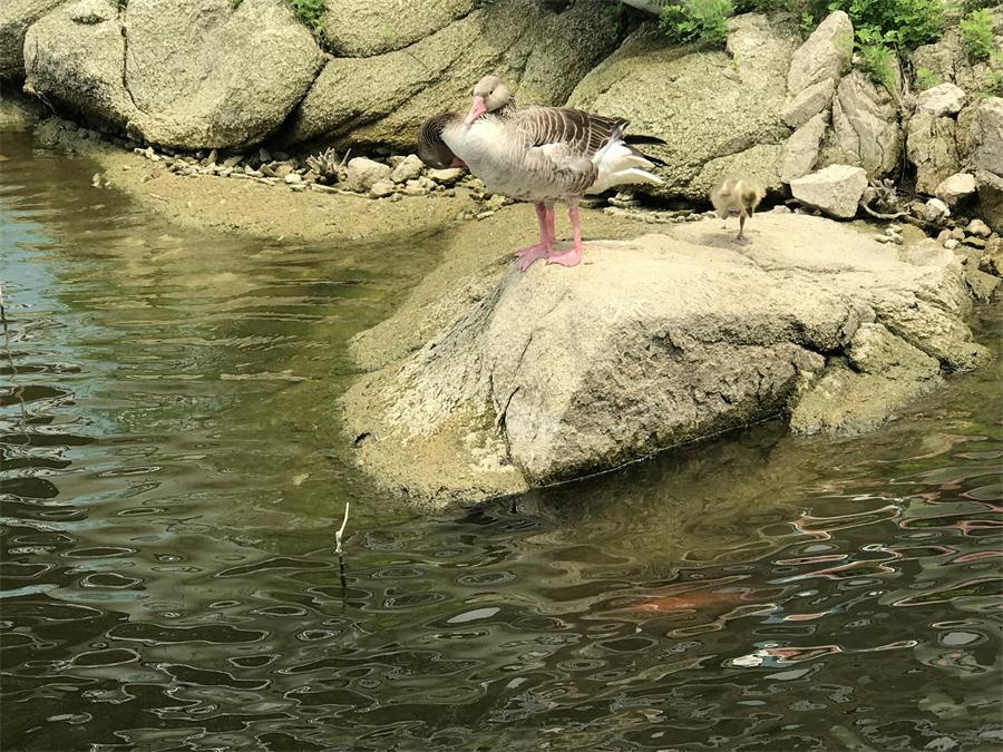 天鵝湖風(fēng)景區(qū)（泰山）速覽！(圖15)