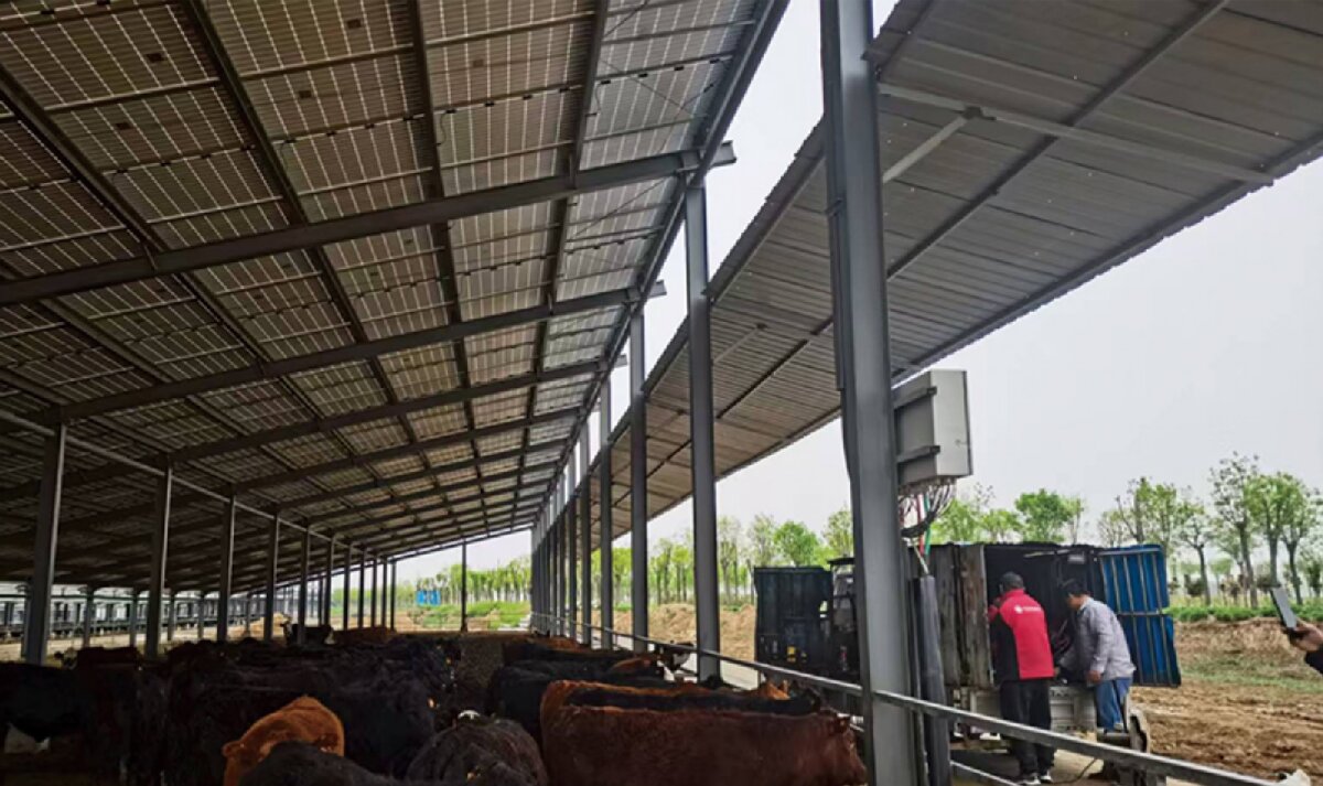 信橋鋼構(gòu)：打卡蒙陰農(nóng)業(yè)溫室大棚、青州黑牛養(yǎng)殖基地！(圖4)